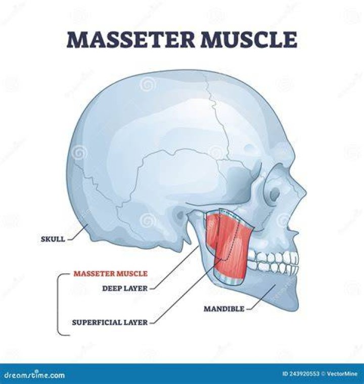 Where is the masseter muscle located